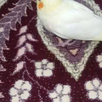 عروس سرلاکی