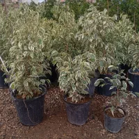 بنجامین زیبای ابلق