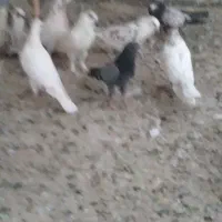 کبوتر