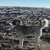 واگذاری سگ سرابی