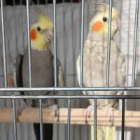 جفت عروس هلندی مولد