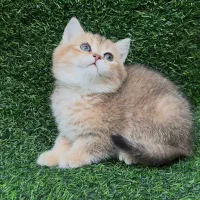 گربه بریتیش|گربه|کرج, عظیمیه|دیوار