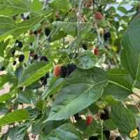 فروش باغ ۱۸ ساله با چاه اب در جاده قدیم کردکوی|فروش زمین و ملک کلنگی|گرگان, |دیوار