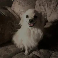 سگ اشتیپز پامرین