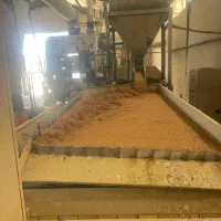 فروش بذر اصلاح شده ارقام پیشگام ،حیدری،زرینه|خدمات باغبانی و درختکاری|اقلید, |دیوار