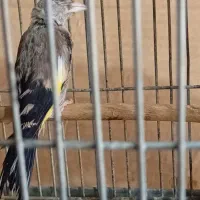 جوجه سهره