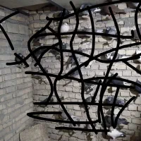 کود کفتر مرغوب