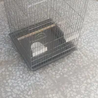 قفس