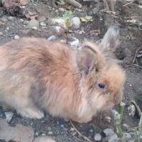 ۱ عدد خر گوش بالغ لپ