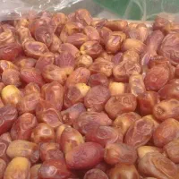 مضافتی بم و مردابسنگ و کلوته وزاهدی لوکس|خوردنی و آشامیدنی|مشهد, طبرسی شمالی|دیوار