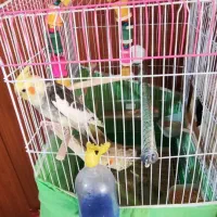 عروس هلندی نر و ماده با دو عدد جوجه 20روزه