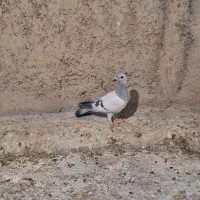 فروش کبوتر بلوار نصر|پرنده|شیراز, شریف‌آباد|دیوار