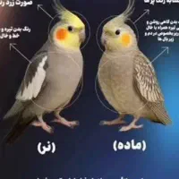 عروس هلندی نر