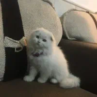 بچه گربه اسکاتیش