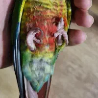 گرینچیک یلو ساید رد فاکتور|پرنده|بندر امام خمینی, |دیوار