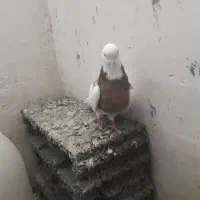 طوقی نر|پرنده|کبودرآهنگ, |دیوار