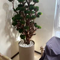 دو عدد درخت جاویدان|گل و گیاه طبیعی|تهران, مرزداران|دیوار