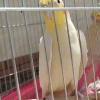 عروس هلندی در عجب شیر