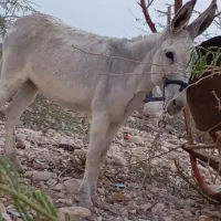 کنگان|حیوانات مزرعه|بوشهر, |دیوار