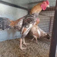 خروس ومرغ اوشامو ،چینی،برهما،بوقلمو
