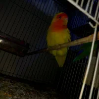 معاوضه سر به سر