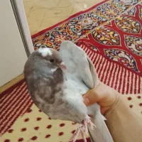 کفتر