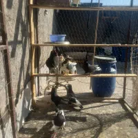۷تا کبوتر پرشی دونه ۳۰۰