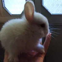 بچه خرگوش نیمه لوپ|موش و خرگوش|بندر انزلی, بشمن|دیوار