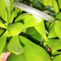 النگو طلا در حد نو