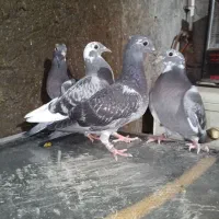 پلاکی جوجه