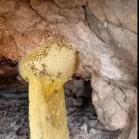 عسل کوهی وحشی از بهترین مناطق استان بوشهر