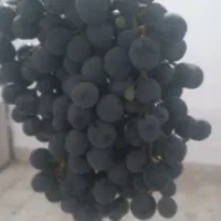 انگور سیاه گرماب