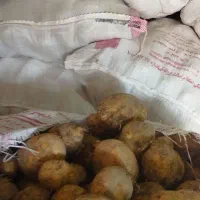 سیب زمینی|عمدهفروشی|نهاوند, |دیوار