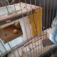 سلام سه جفت عروس هلندی