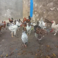 تخم مرغ نطفه دار برهما لاری دیلگونی چهل تاج|حیوانات مزرعه|چرام, |دیوار