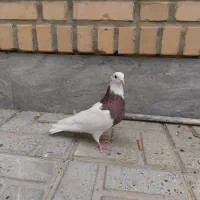 کبوتر طوقی