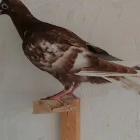 کبوتر  طوقی ومیلیمز