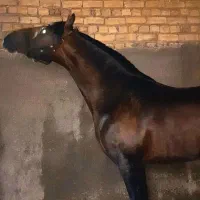 اسب نریان کردزیبا۳سال قوی