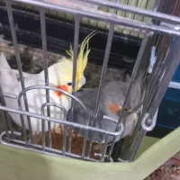 عروس هلندی نروماده معاوضه قلیون برنجی