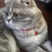 گربه پیدا شود