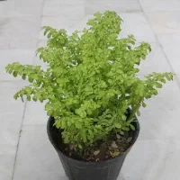 گل ورنا. کلانکوئه. سینگینیوم. بلک گلد.