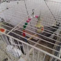 عروس هلندی سخنگو