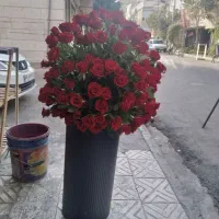 مرکز پخش رز هلندی فقط ۲۵ تومان