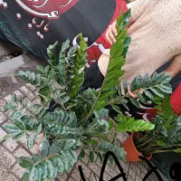 کاغذی|لوازم التحریر|مشهد, گاز|دیوار