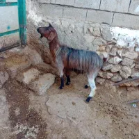 ۱عددبز جوان کویر گوشتی برای قربانی وزن ۳۵کیلو|حیوانات مزرعه|اردبیل, |دیوار