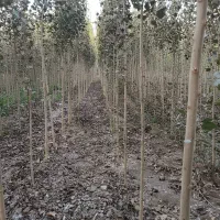 فرصت طلایی برای باغداران حرفهای صنــوبـر درجه یک|خدمات باغبانی و درختکاری|قائمشهر, |دیوار