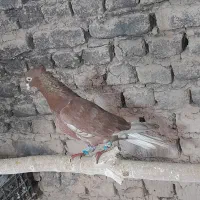 دم سفید نر کاکلی بدون پر دم غلط|پرنده|مشهد, کشف|دیوار