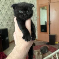 اسکاتیش بریتیش پرشین نر و ماده|گربه|اصفهان, باغ دریاچه|دیوار