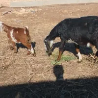 بز پاکستانی از نژاد چند قلو زا