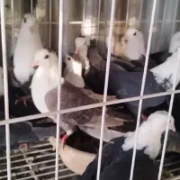 کله سفید همه جوان|پرنده|اهواز, کوروش|دیوار